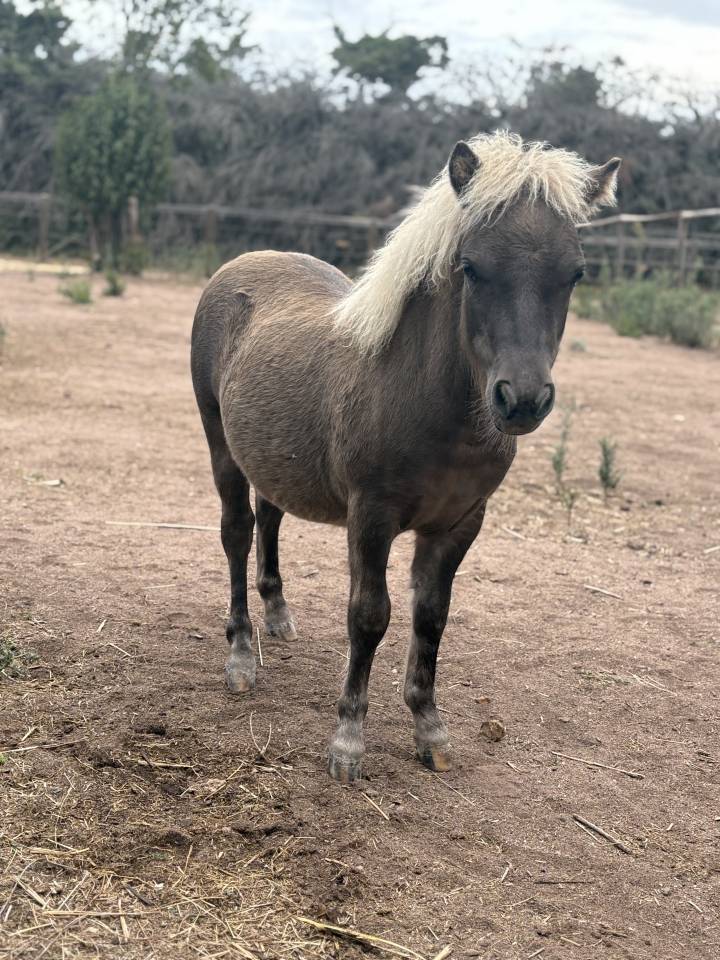 Colt No Origin Recorded For sale 2025 Silver dapple