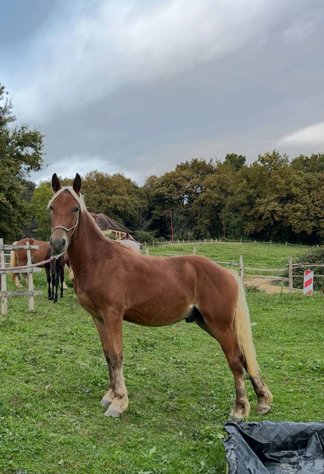 Gelding Welsh Part Bred For sale 2024 Silver dapple