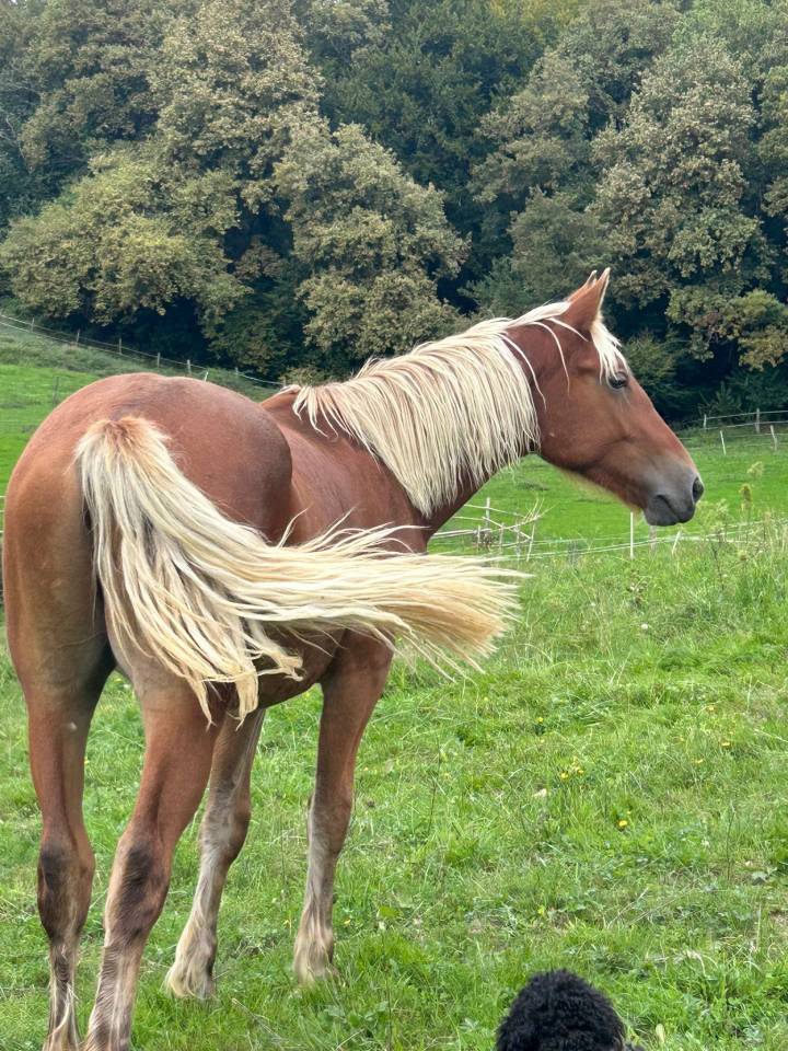 Gelding Welsh Part Bred For sale 2024 Silver dapple