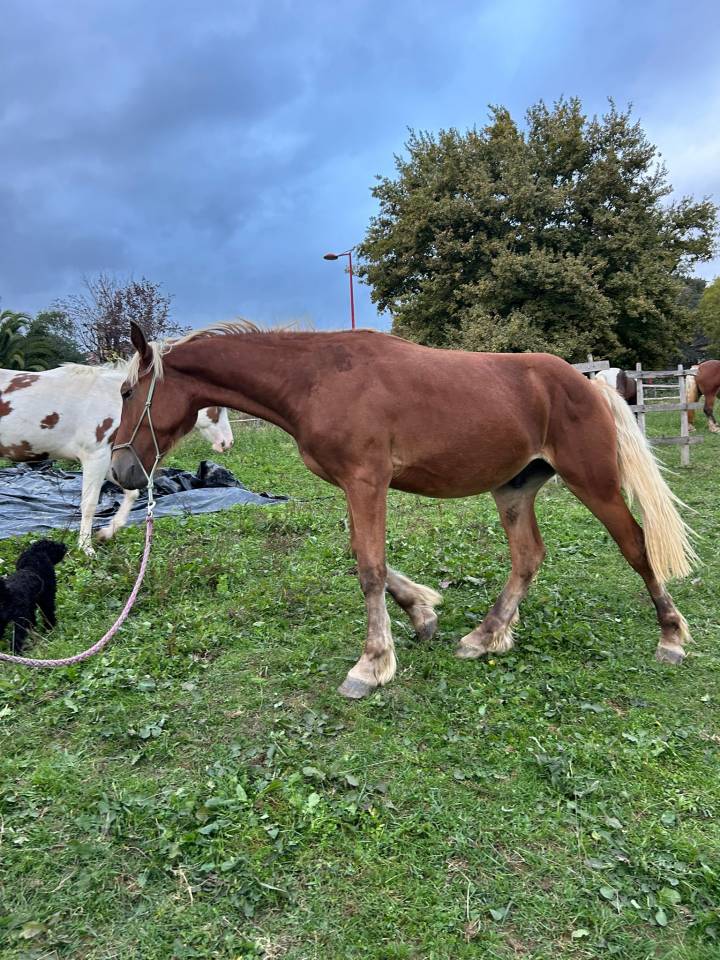 Gelding Welsh Part Bred For sale 2024 Silver dapple