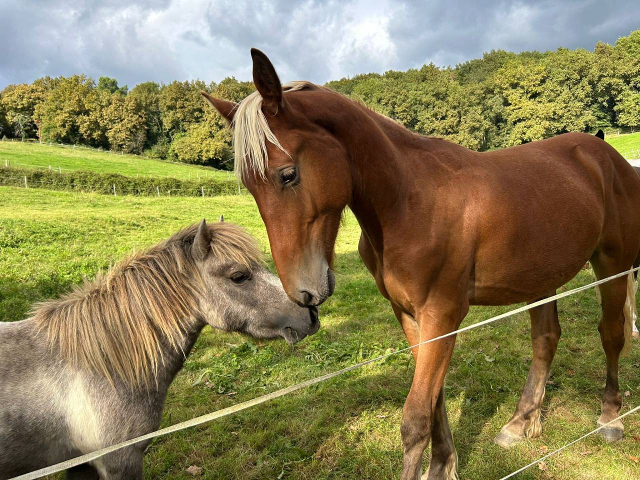 Gelding Welsh Part Bred For sale 2024 Silver dapple