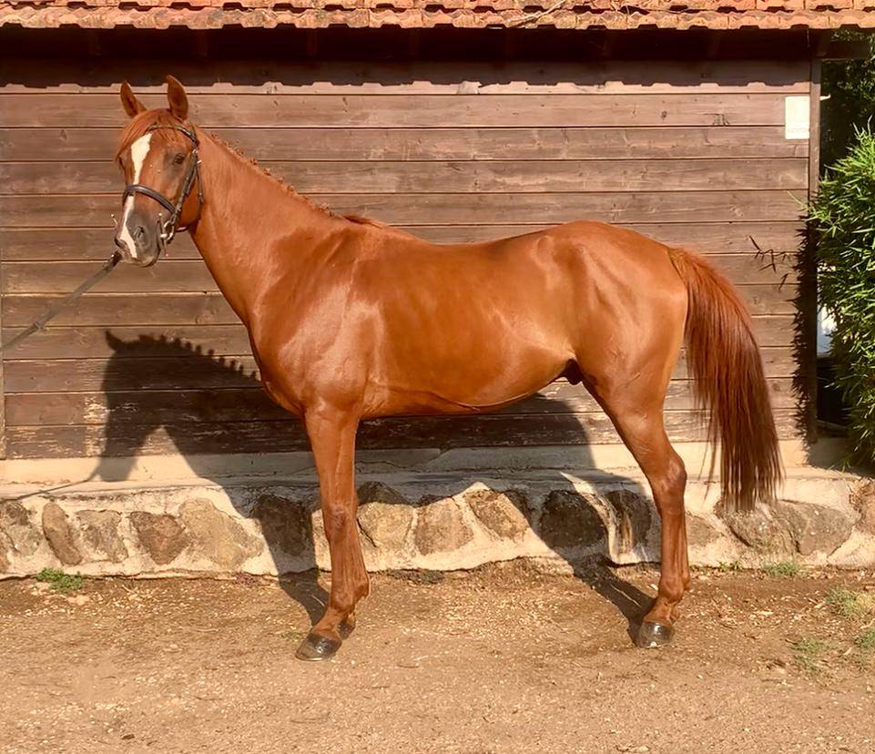 Gelding British Riding Pony For sale 2018 Chesnut