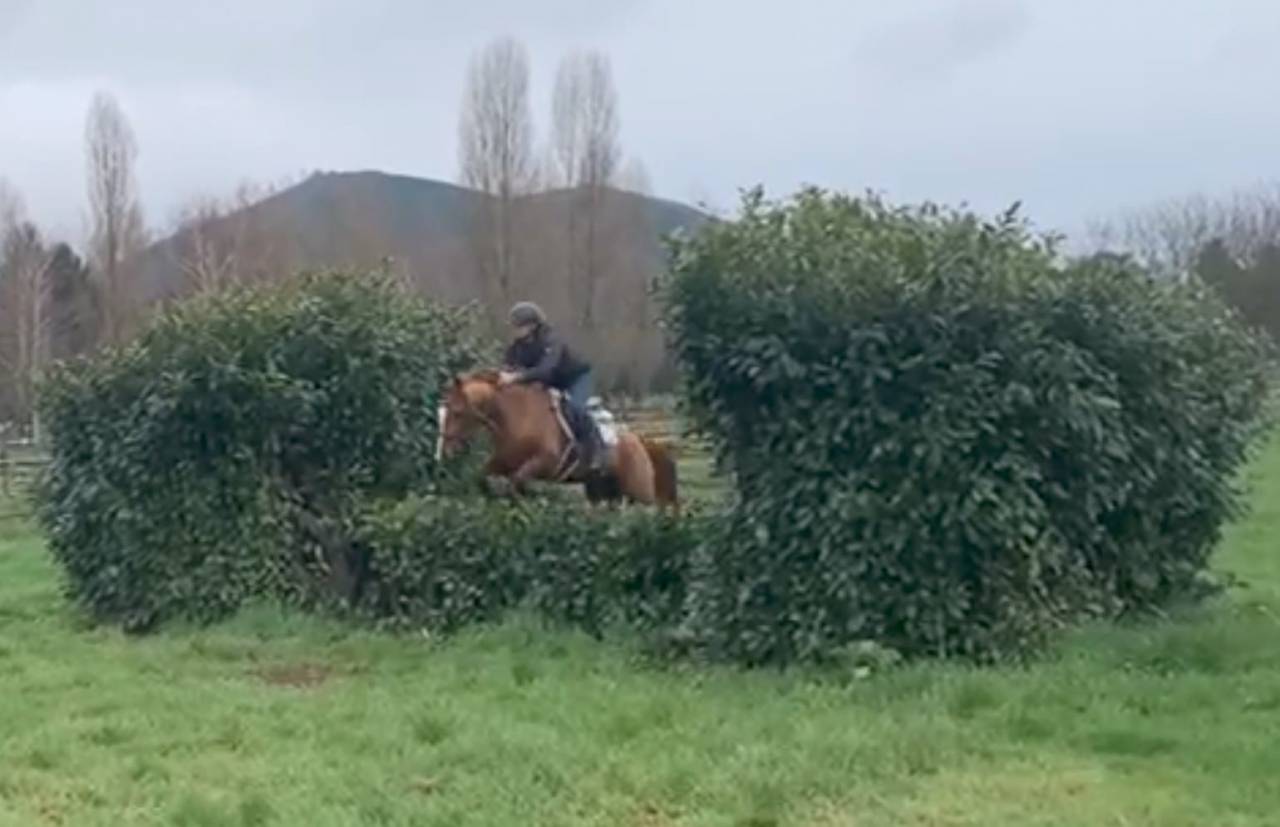 Gelding British Riding Pony For sale 2018 Chesnut