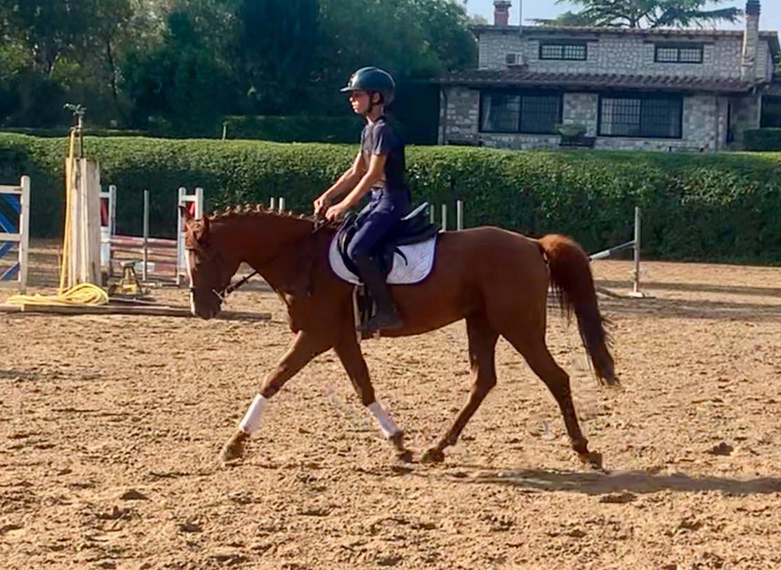Gelding British Riding Pony For sale 2018 Chesnut