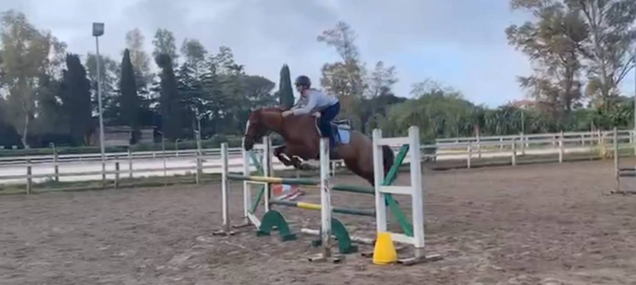 Gelding British Riding Pony For sale 2018 Chesnut