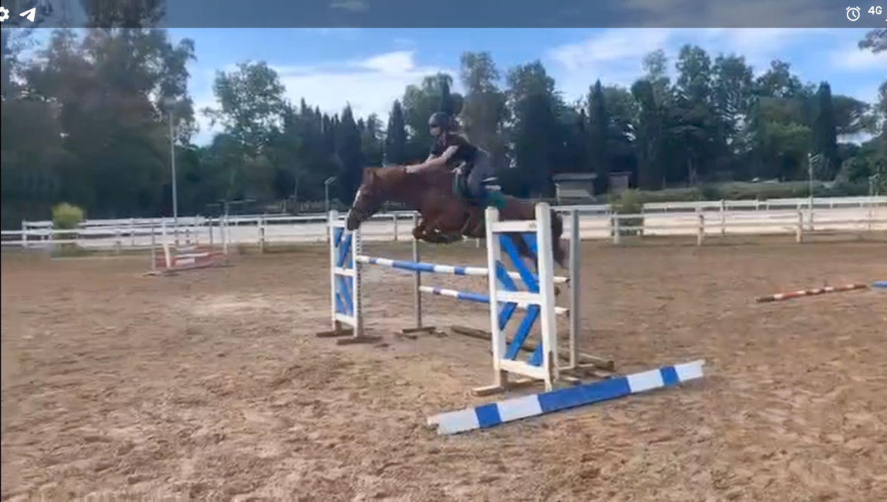 Gelding British Riding Pony For sale 2018 Chesnut