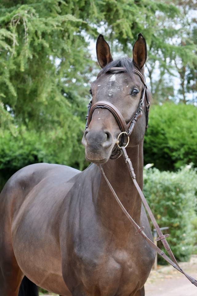 Entire Holsteiner For sale 2020 Bay