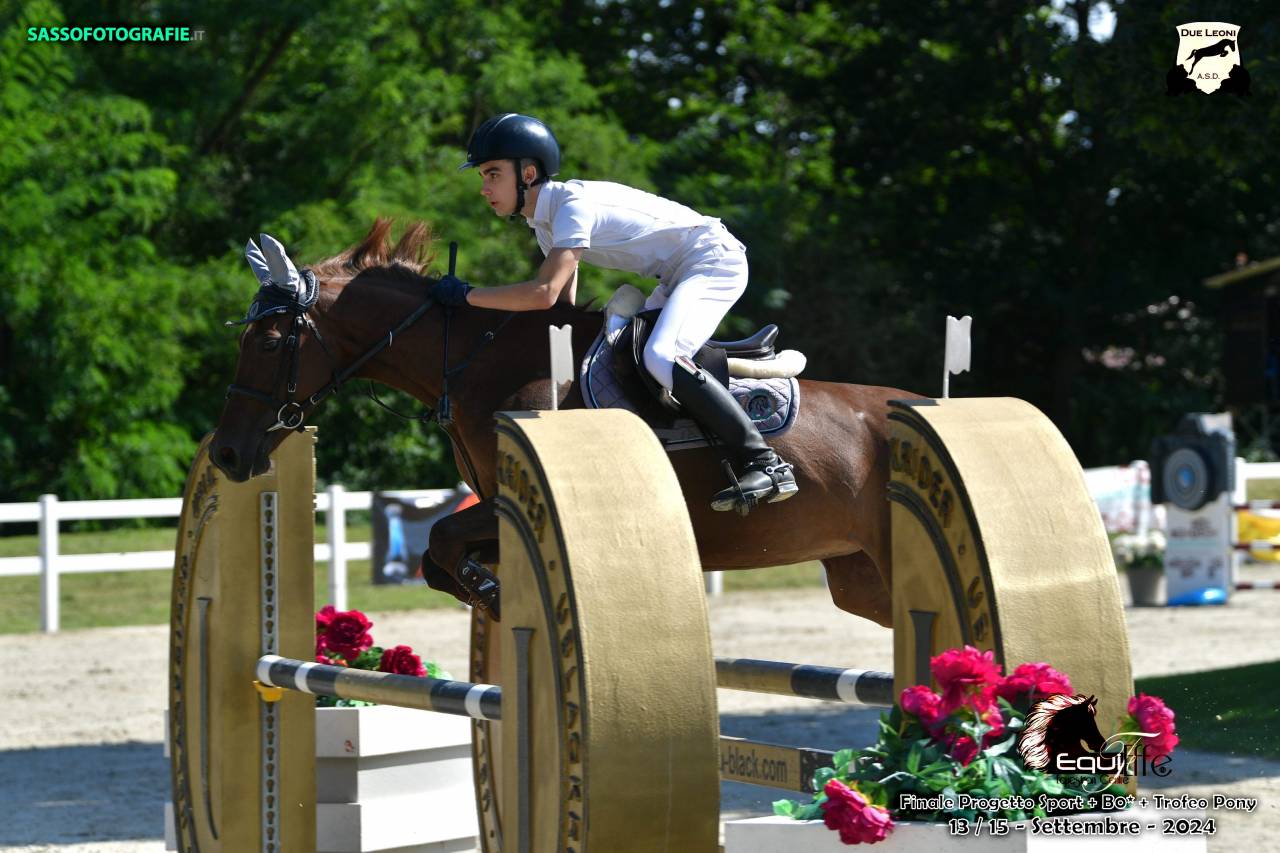 Mare French Saddle Pony For sale 2016 Chesnut