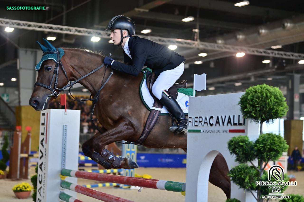 Mare French Saddle Pony For sale 2016 Chesnut