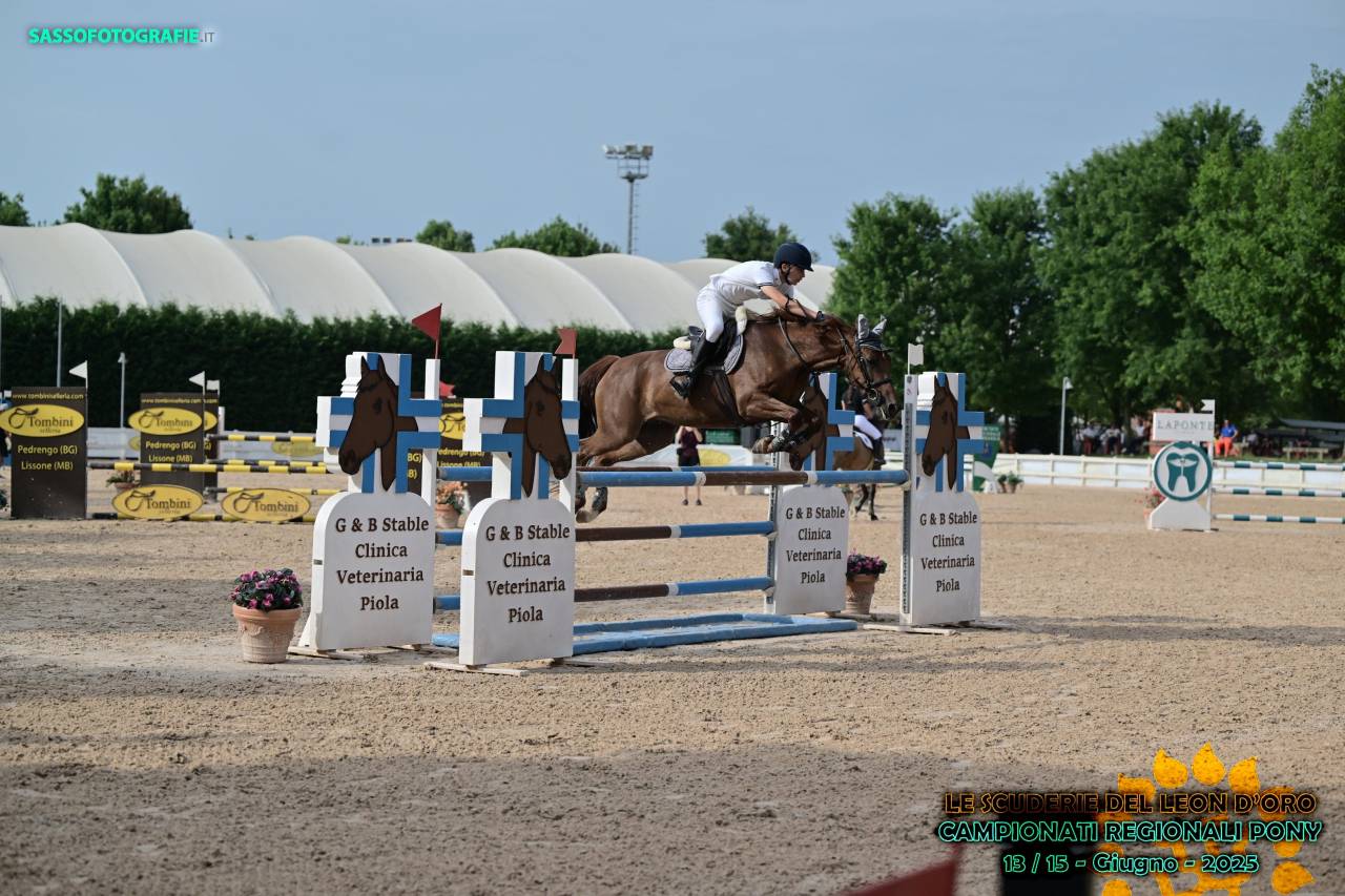 Mare French Saddle Pony For sale 2016 Chesnut