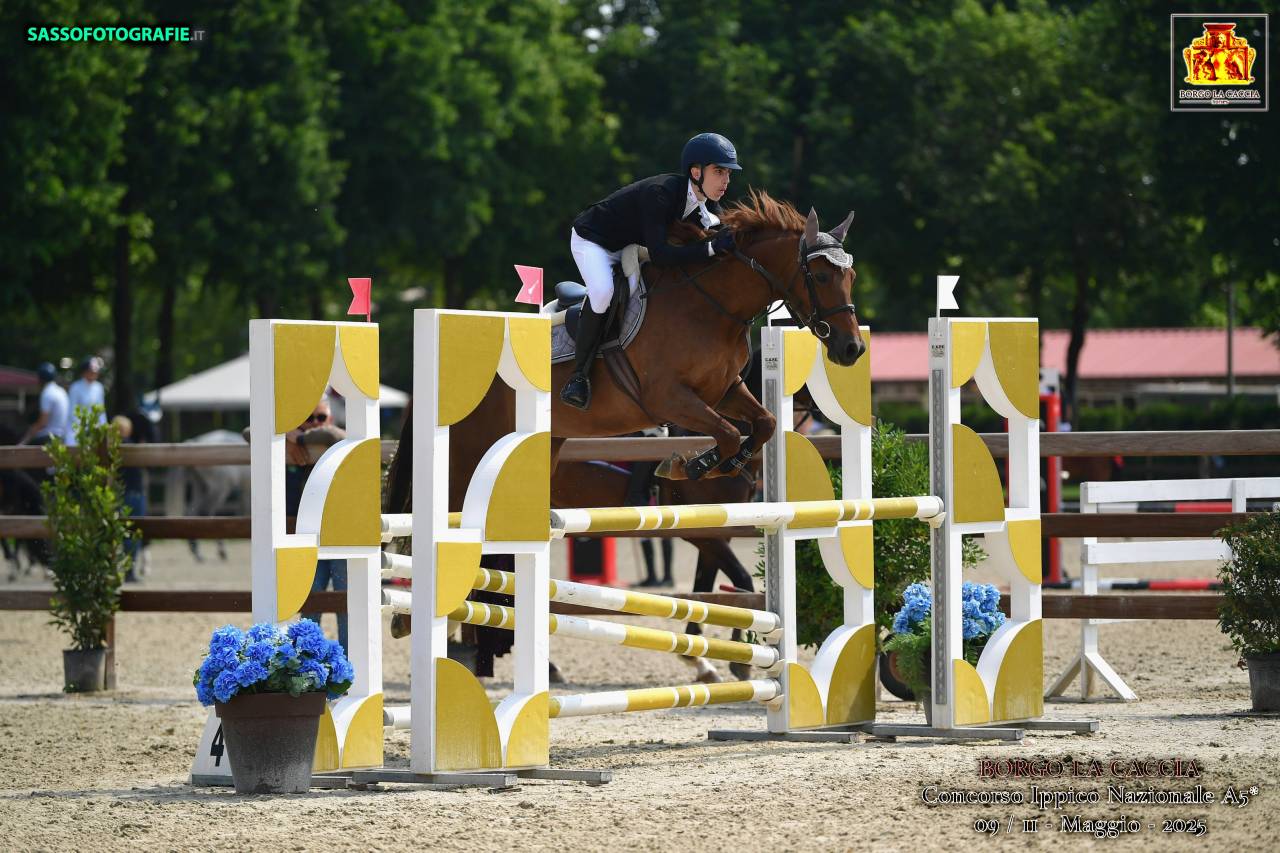 Mare French Saddle Pony For sale 2016 Chesnut