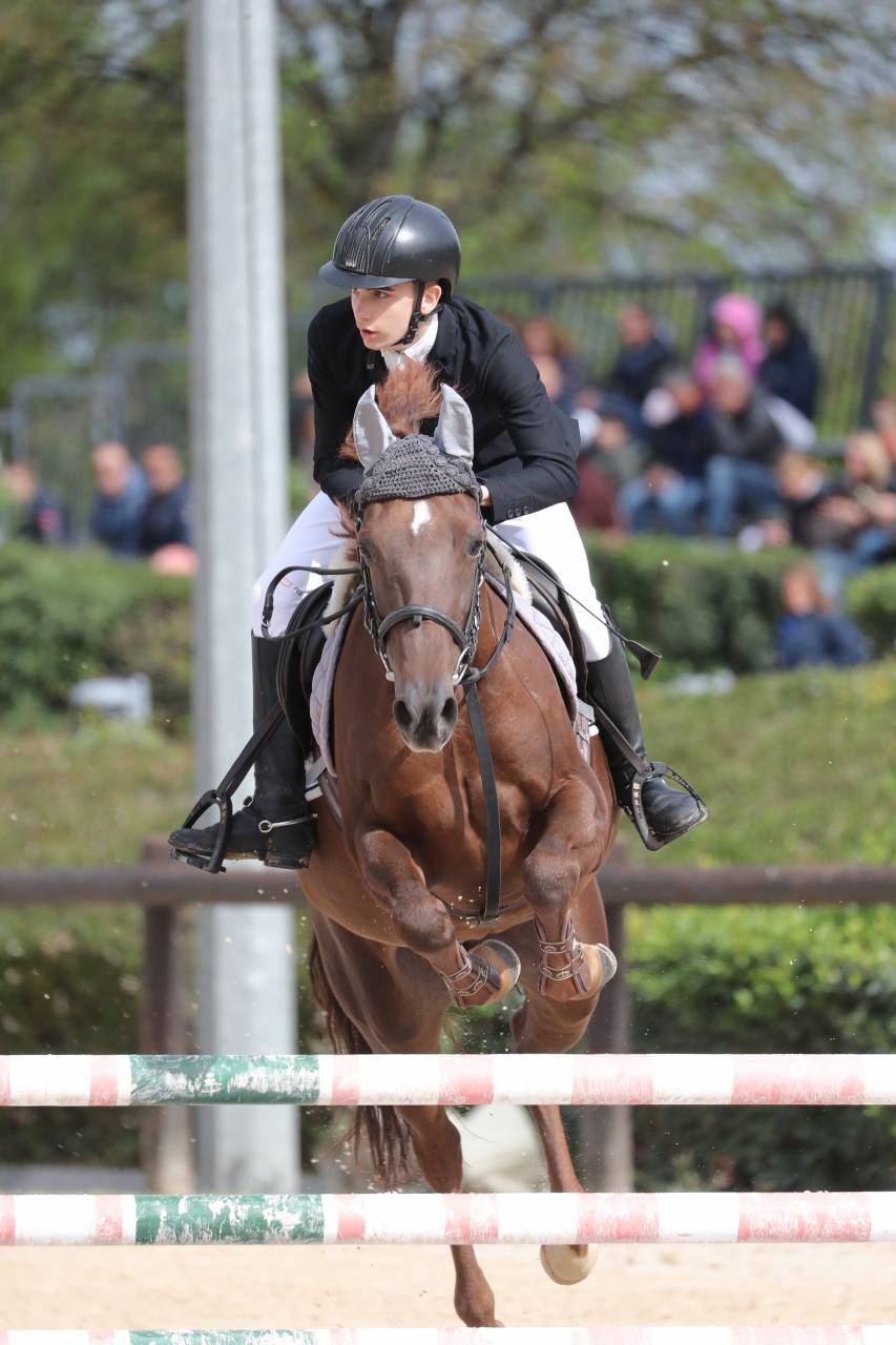 Mare French Saddle Pony For sale 2016 Chesnut