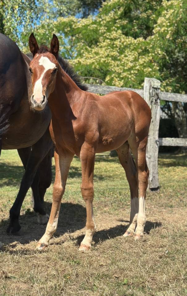 Colt Selle Français For sale 2025 Bay