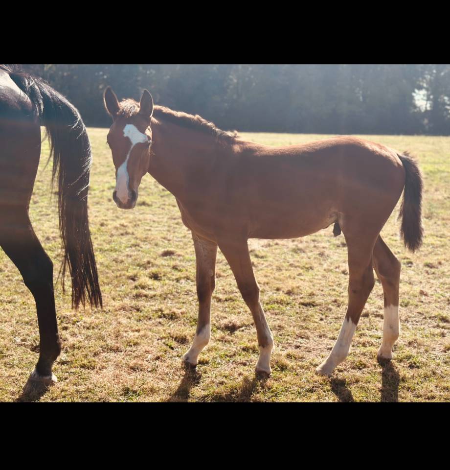Colt Selle Français For sale 2025 Bay