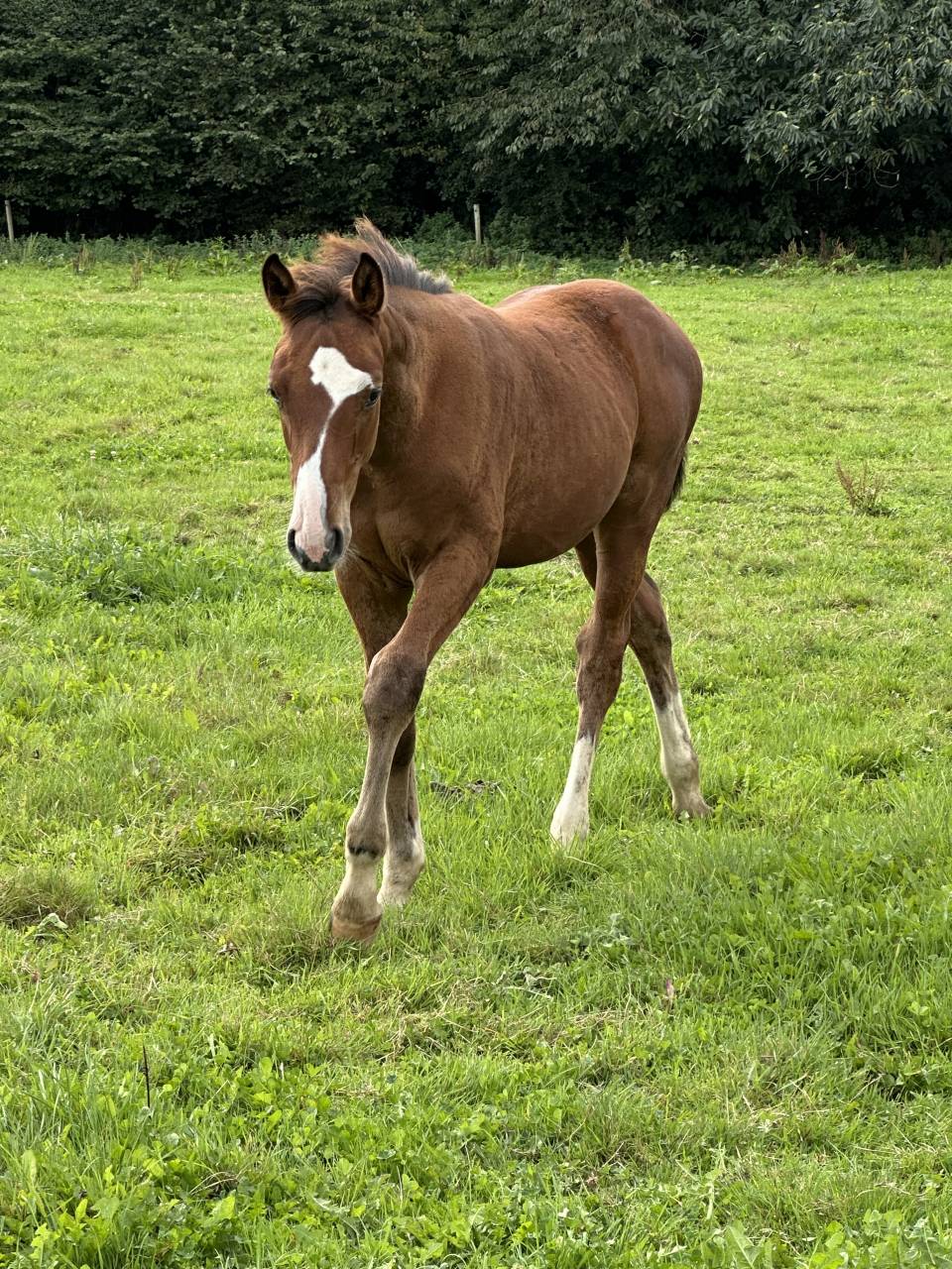 Colt Selle Français For sale 2025 Bay