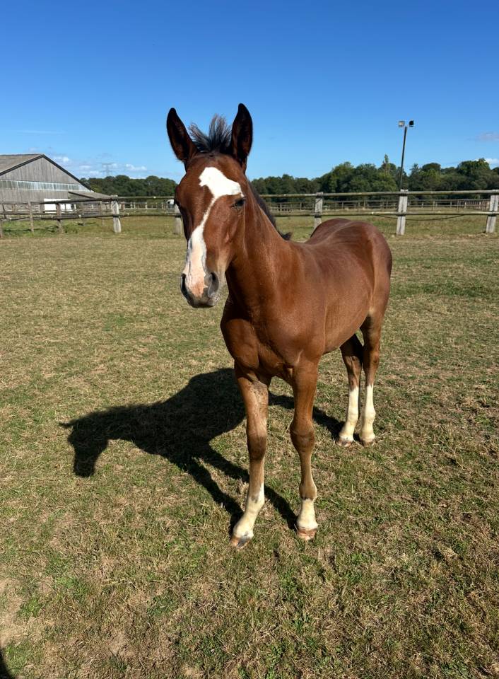 Colt Selle Français For sale 2025 Bay