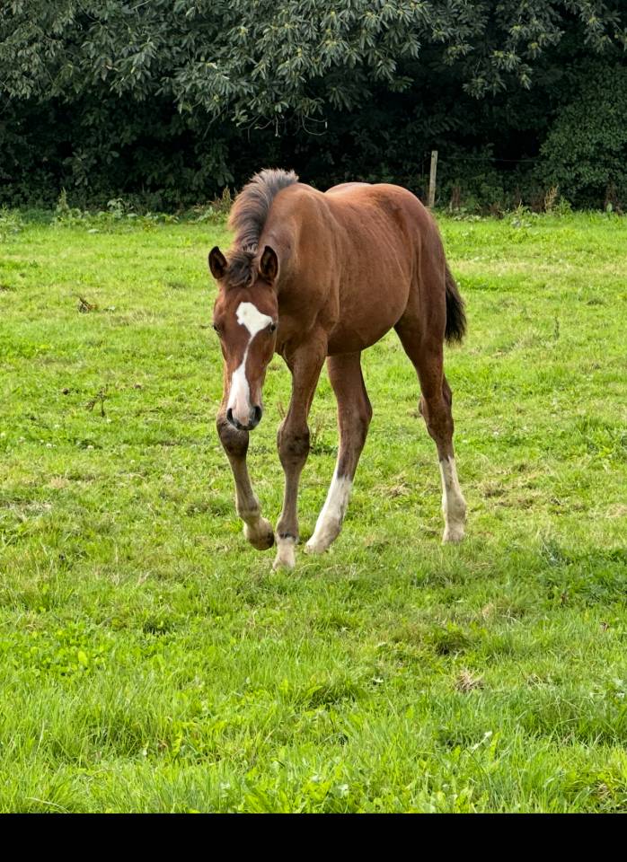 Colt Selle Français For sale 2025 Bay