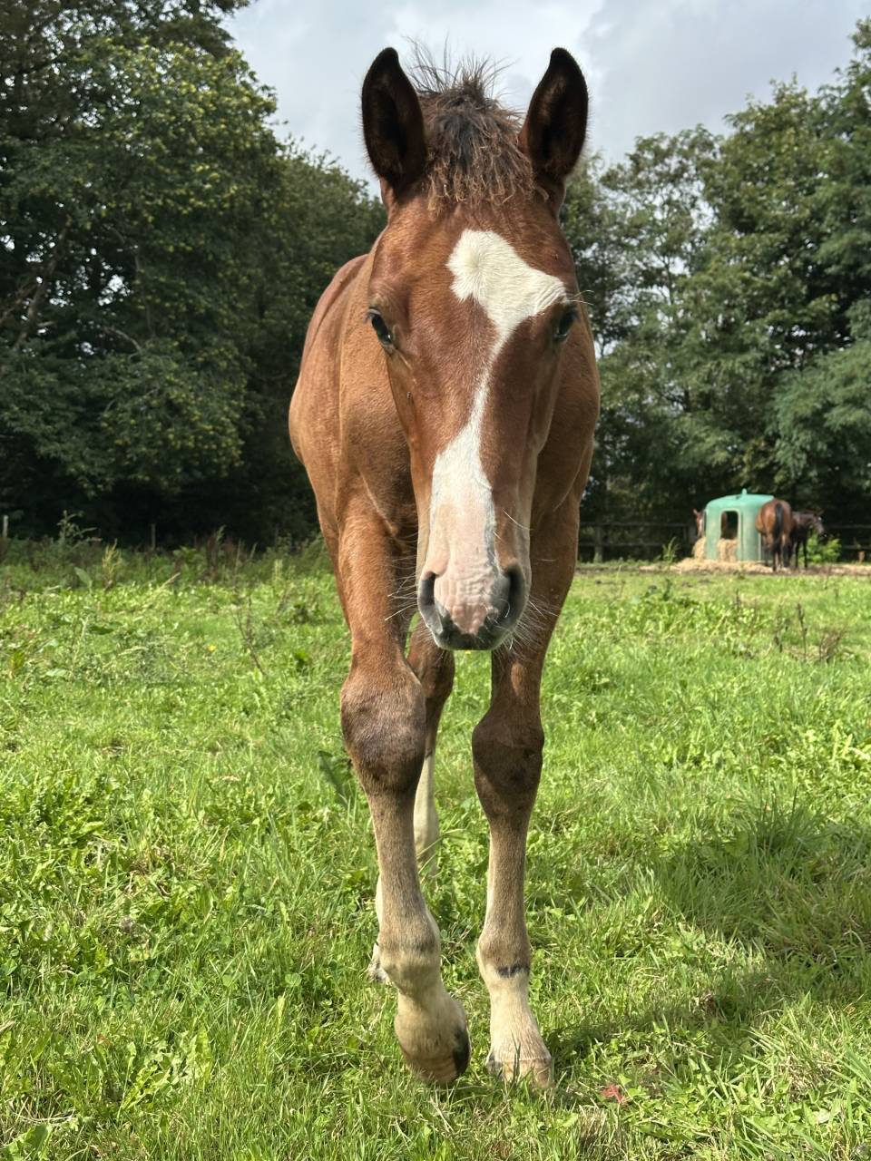 Colt Selle Français For sale 2025 Bay