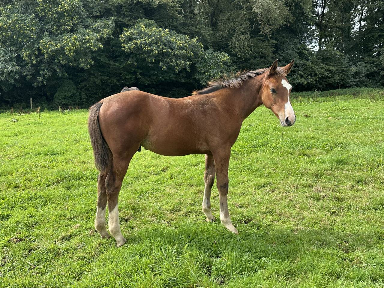 Colt Selle Français For sale 2025 Bay