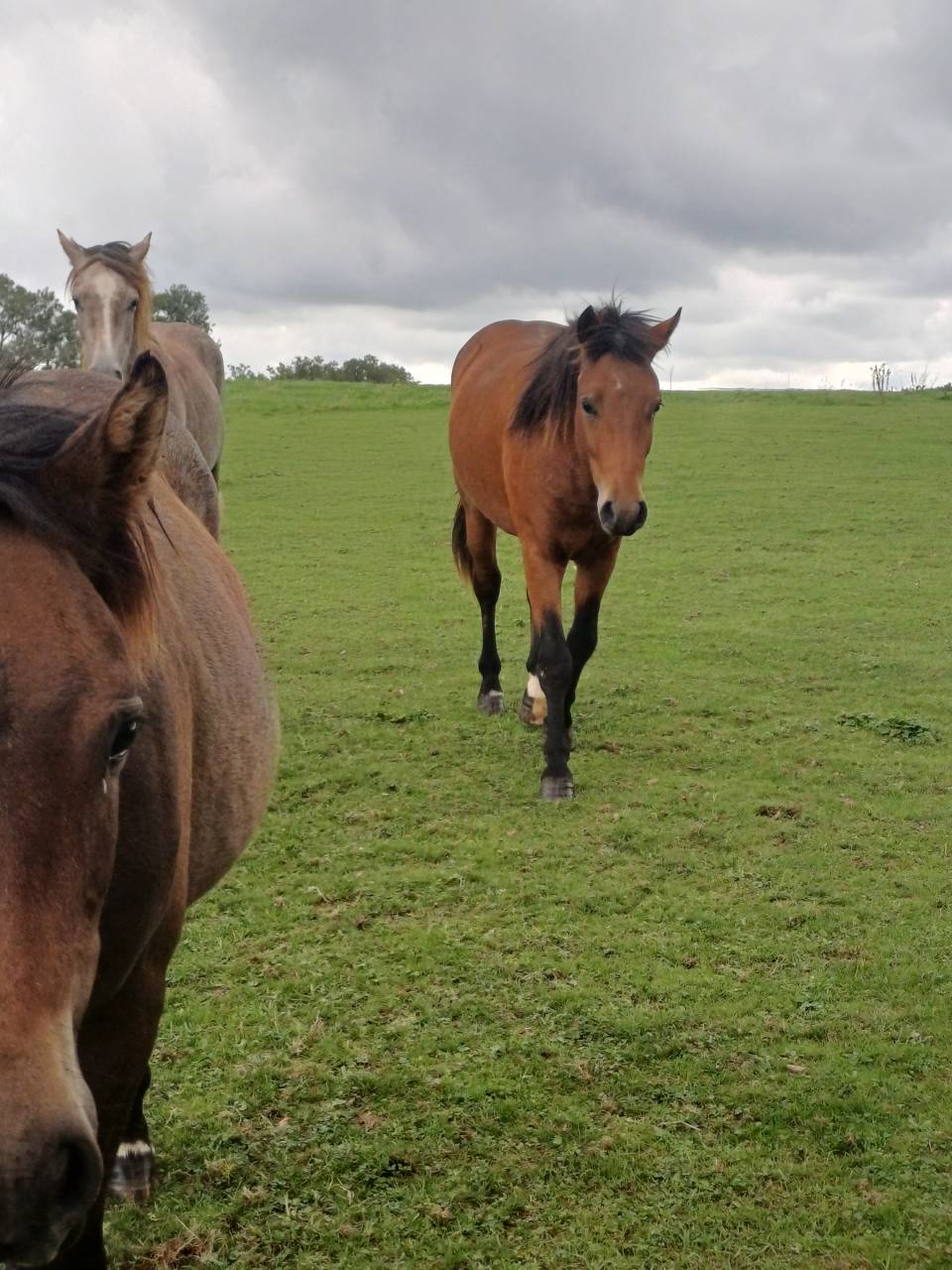 Entire New Forest For sale 2023 Bay