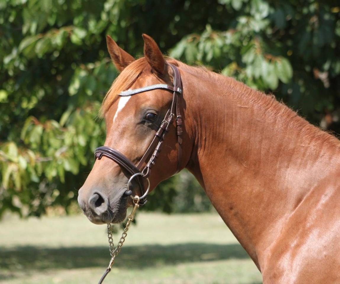 Entire French Saddle Pony For sale 2023 Chesnut