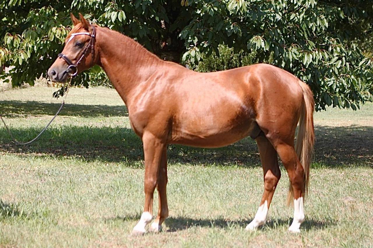 Entire French Saddle Pony For sale 2023 Chesnut