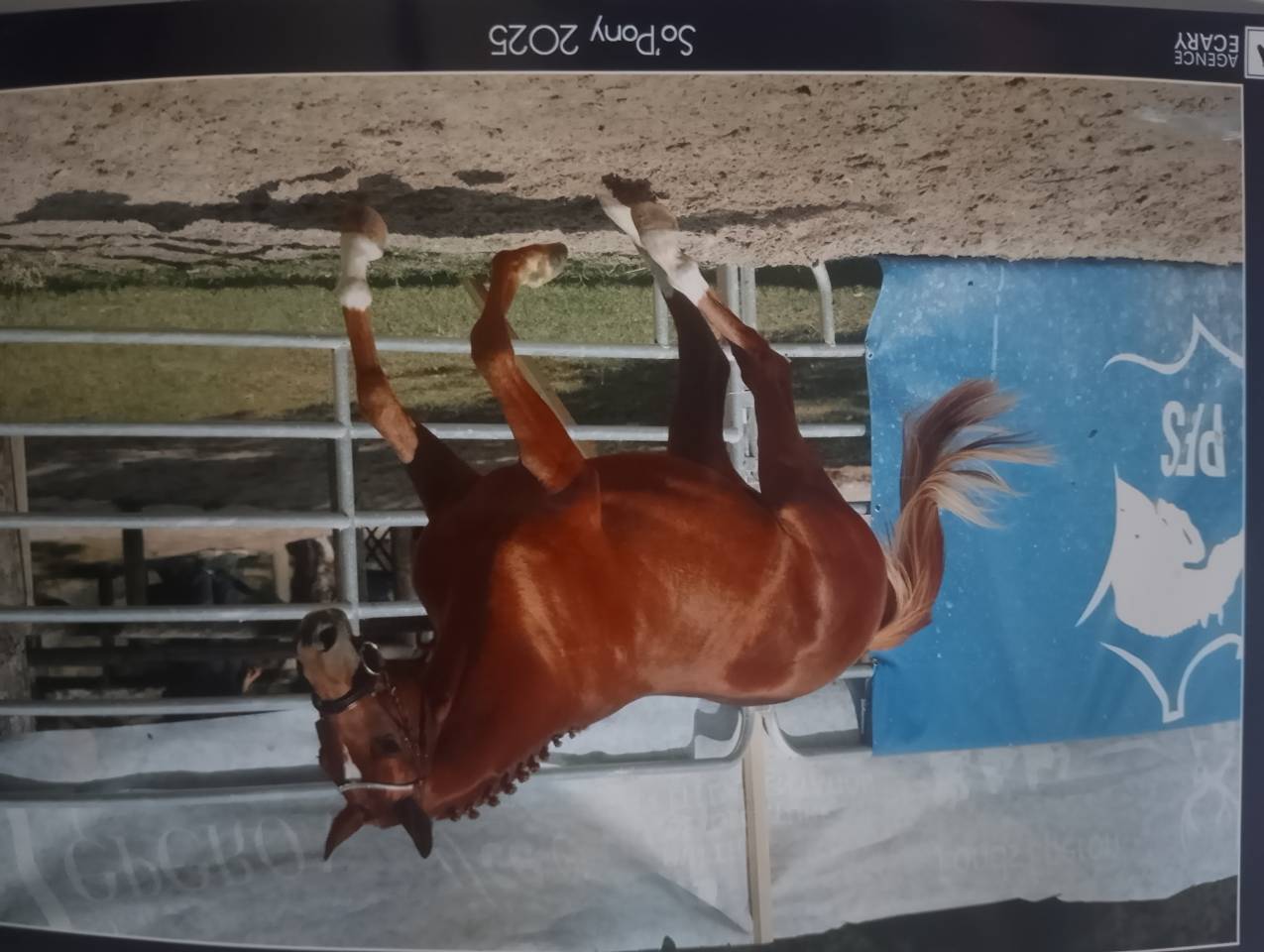 Entire French Saddle Pony For sale 2023 Chesnut