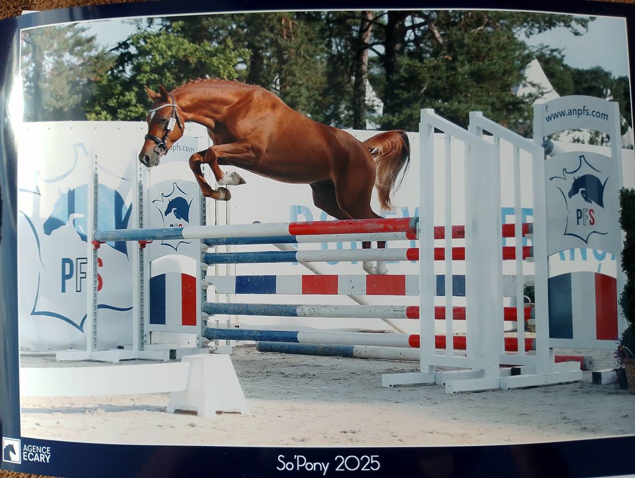 Entire French Saddle Pony For sale 2023 Chesnut