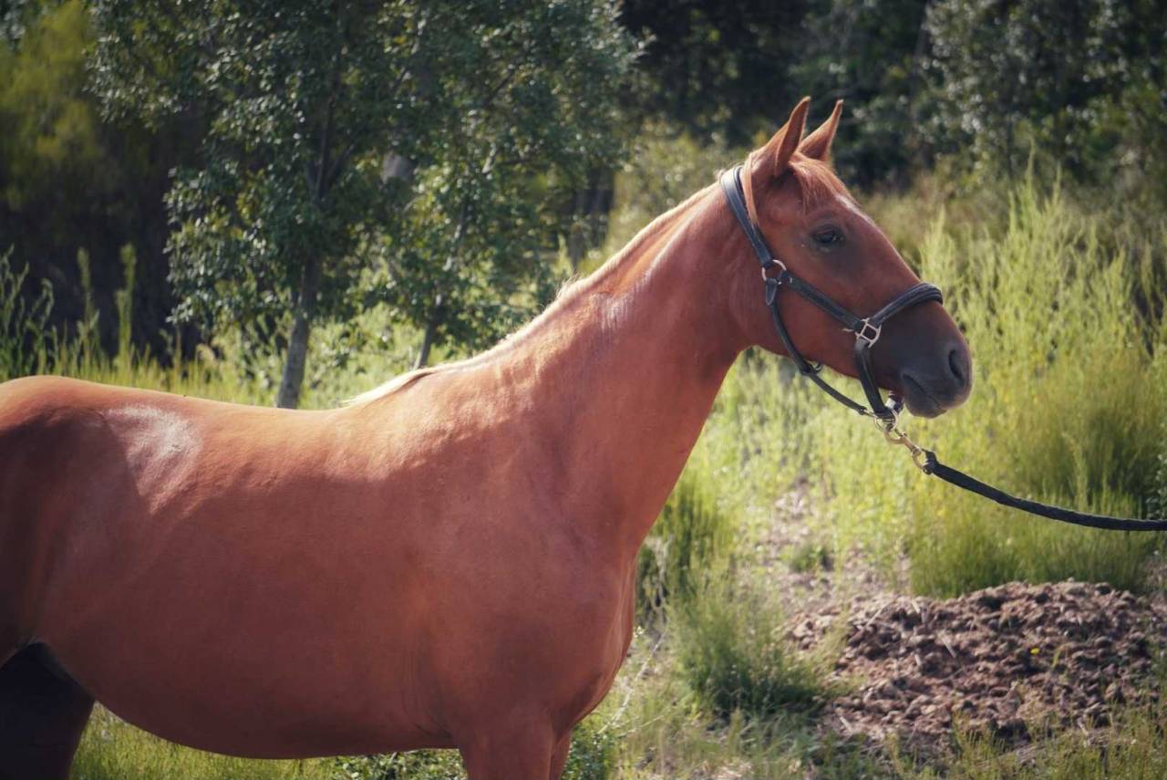 Mare Origin Recorded For sale 2023 Chesnut