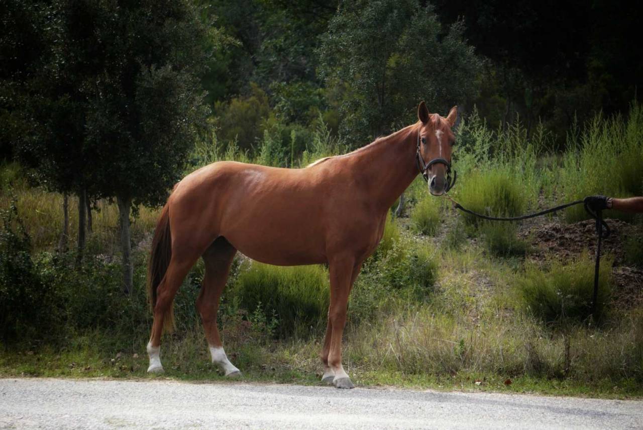 Mare Origin Recorded For sale 2023 Chesnut