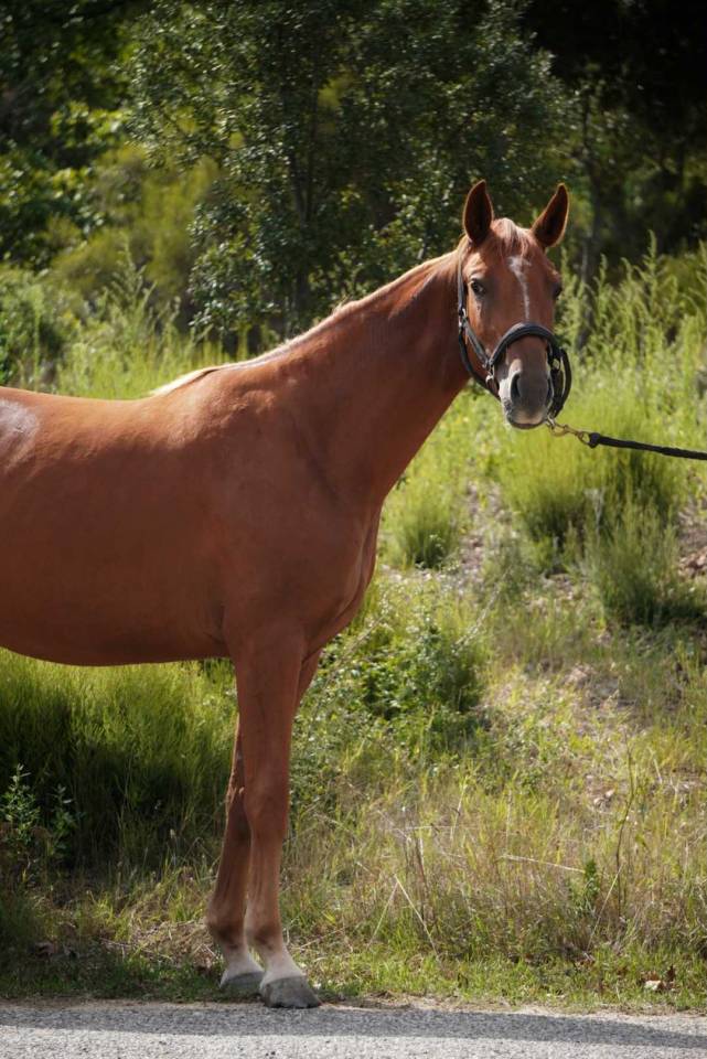 Mare Origin Recorded For sale 2023 Chesnut