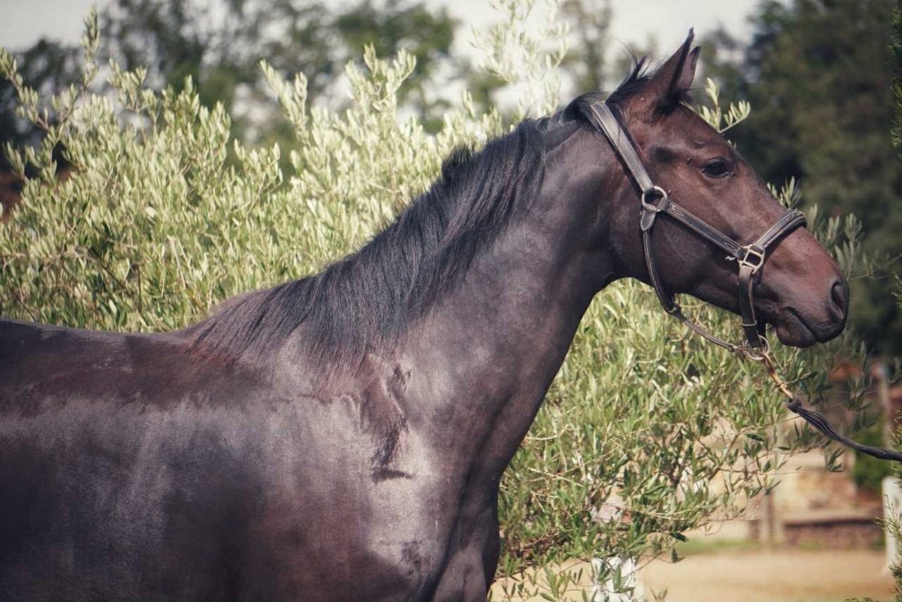 Mare Origin Recorded For sale 2022 Dark Bay