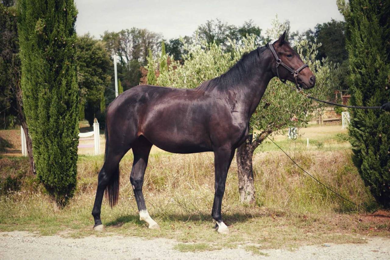 Mare Origin Recorded For sale 2022 Dark Bay