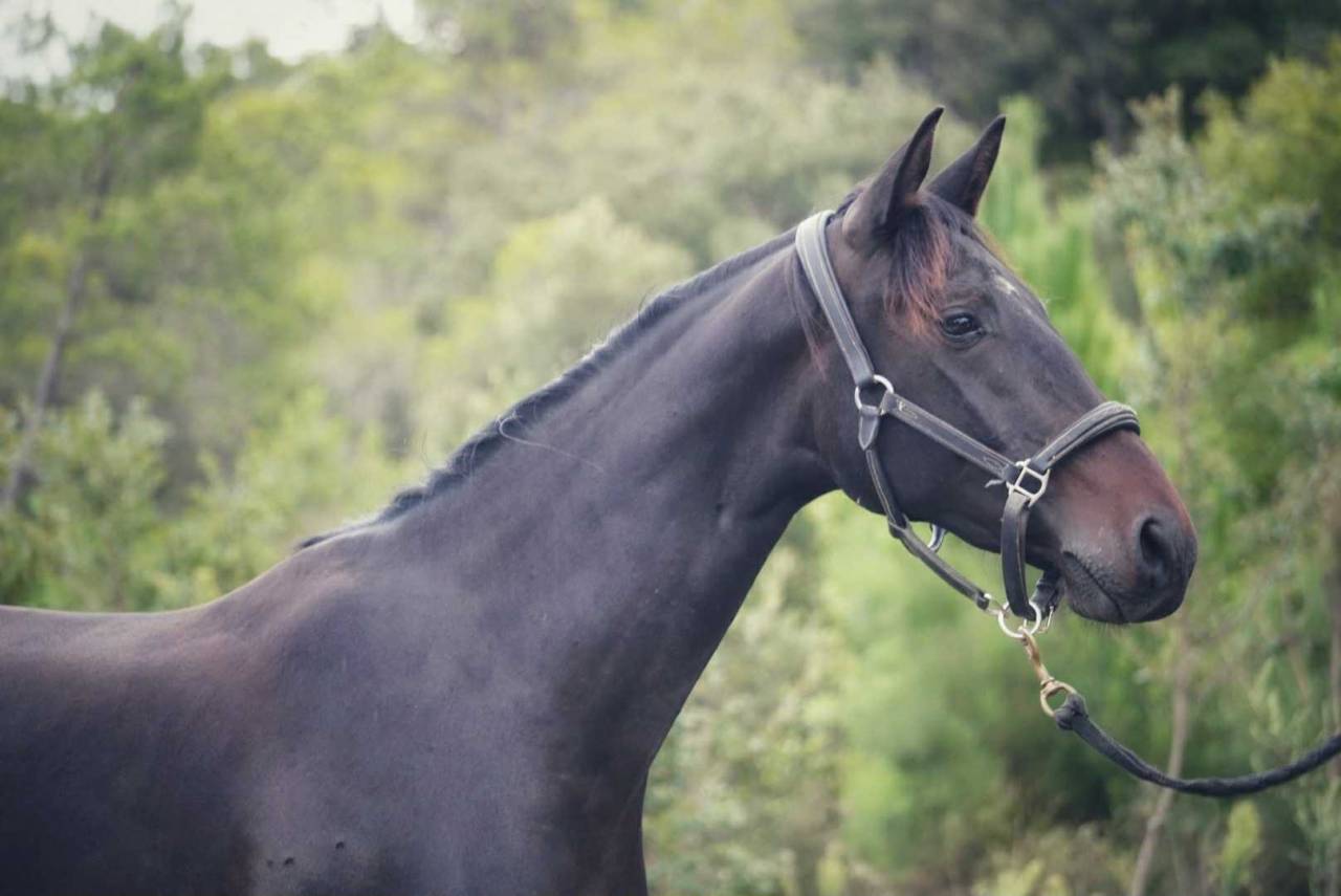 Mare Selle Français For sale 2022 Dark Bay
