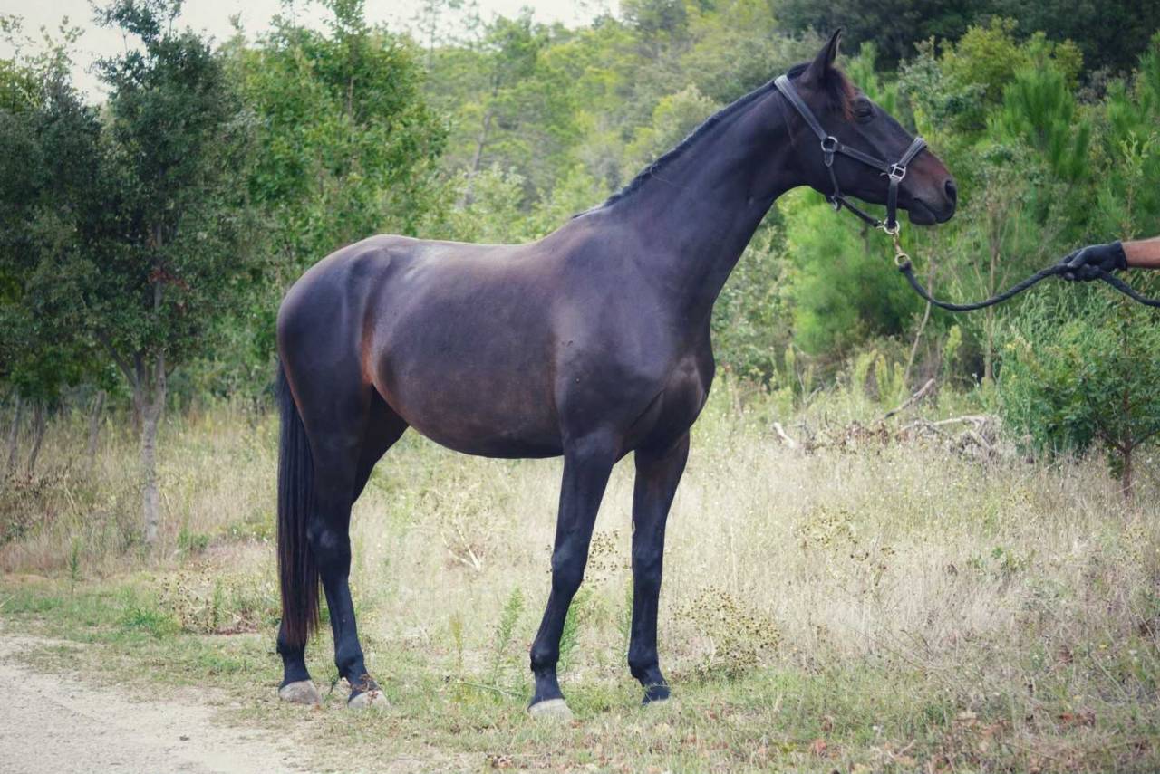 Mare Selle Français For sale 2022 Dark Bay