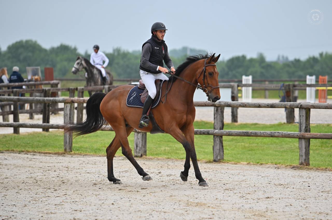 Gelding sBs Belgian Warmblood For sale 2021 Bay