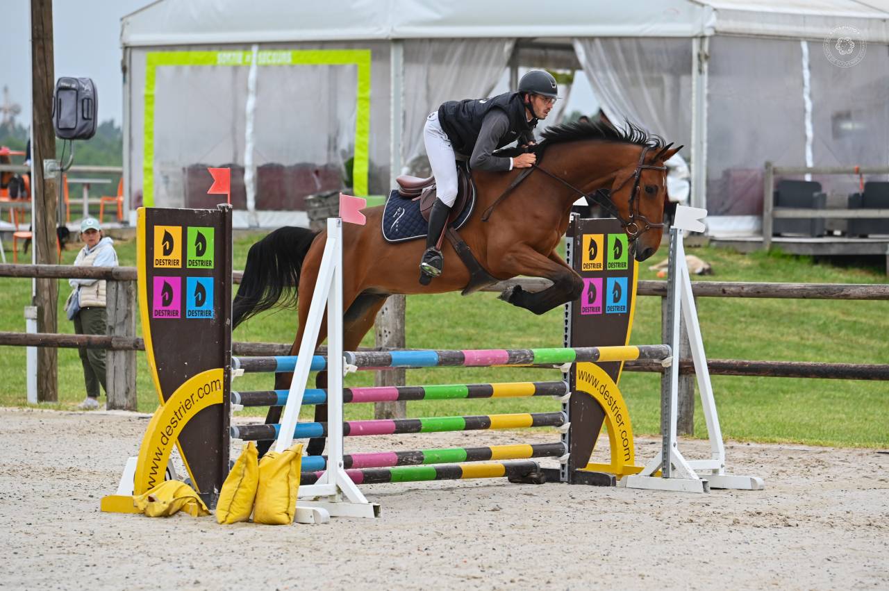 Gelding sBs Belgian Warmblood For sale 2021 Bay