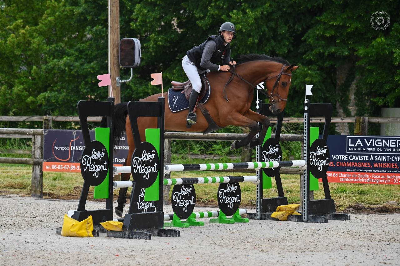 Gelding sBs Belgian Warmblood For sale 2021 Bay