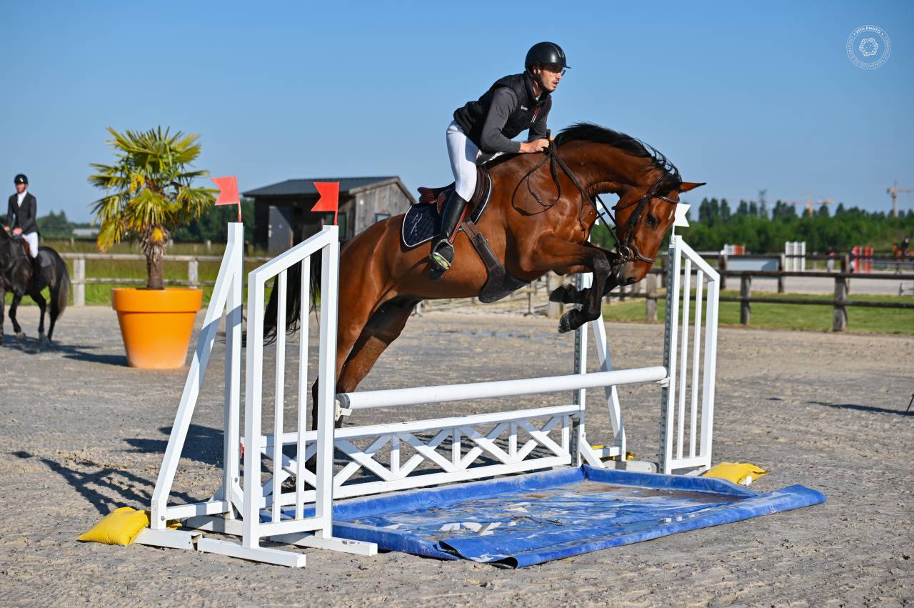 Gelding sBs Belgian Warmblood For sale 2021 Bay