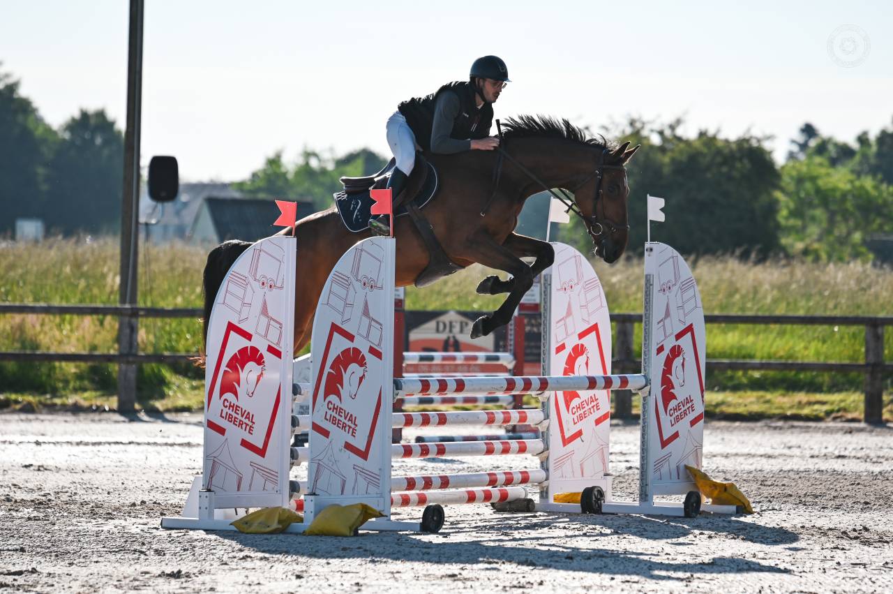 Gelding sBs Belgian Warmblood For sale 2021 Bay
