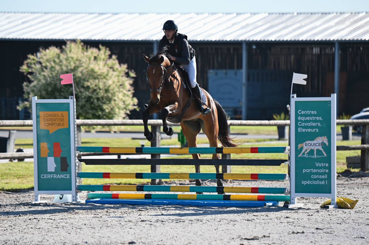 Gelding sBs Belgian Warmblood For sale 2021 Bay