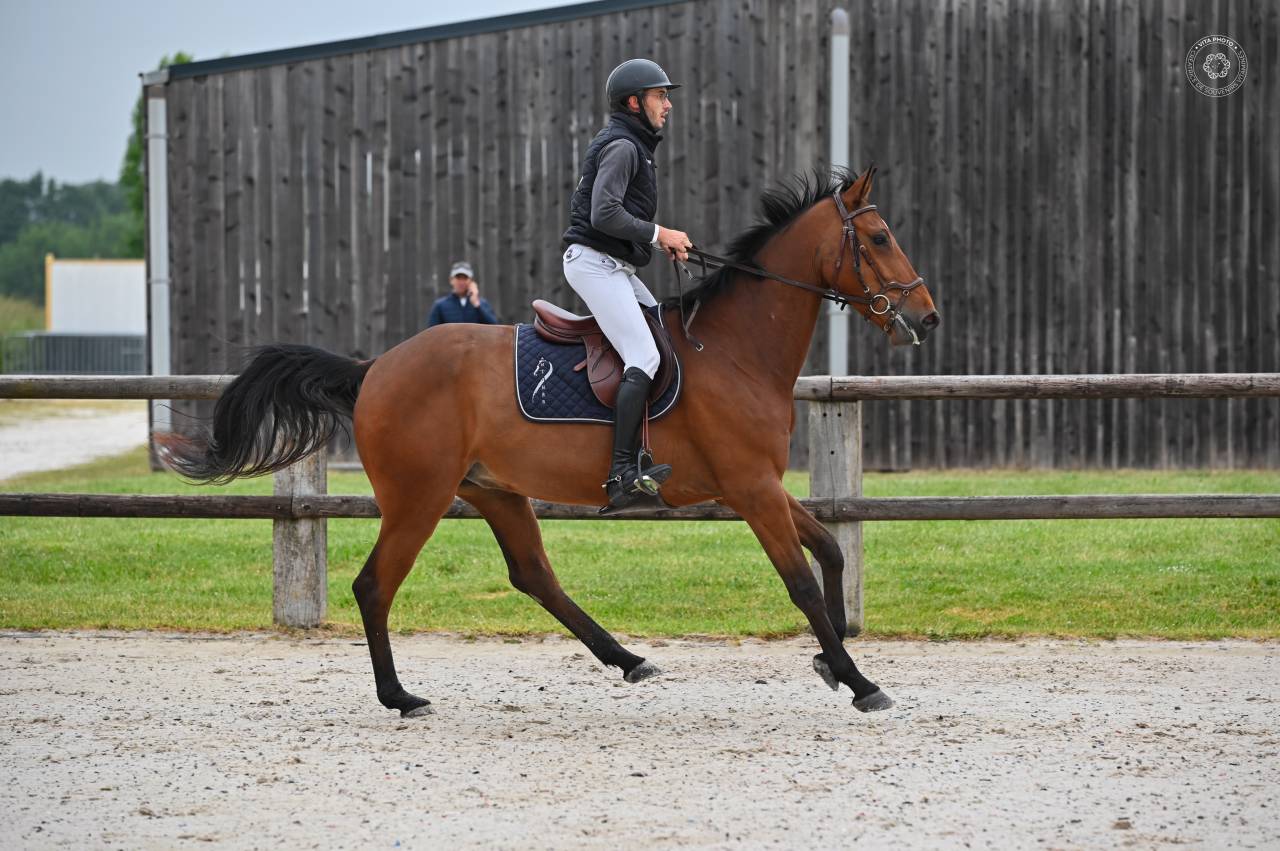 Gelding sBs Belgian Warmblood For sale 2021 Bay