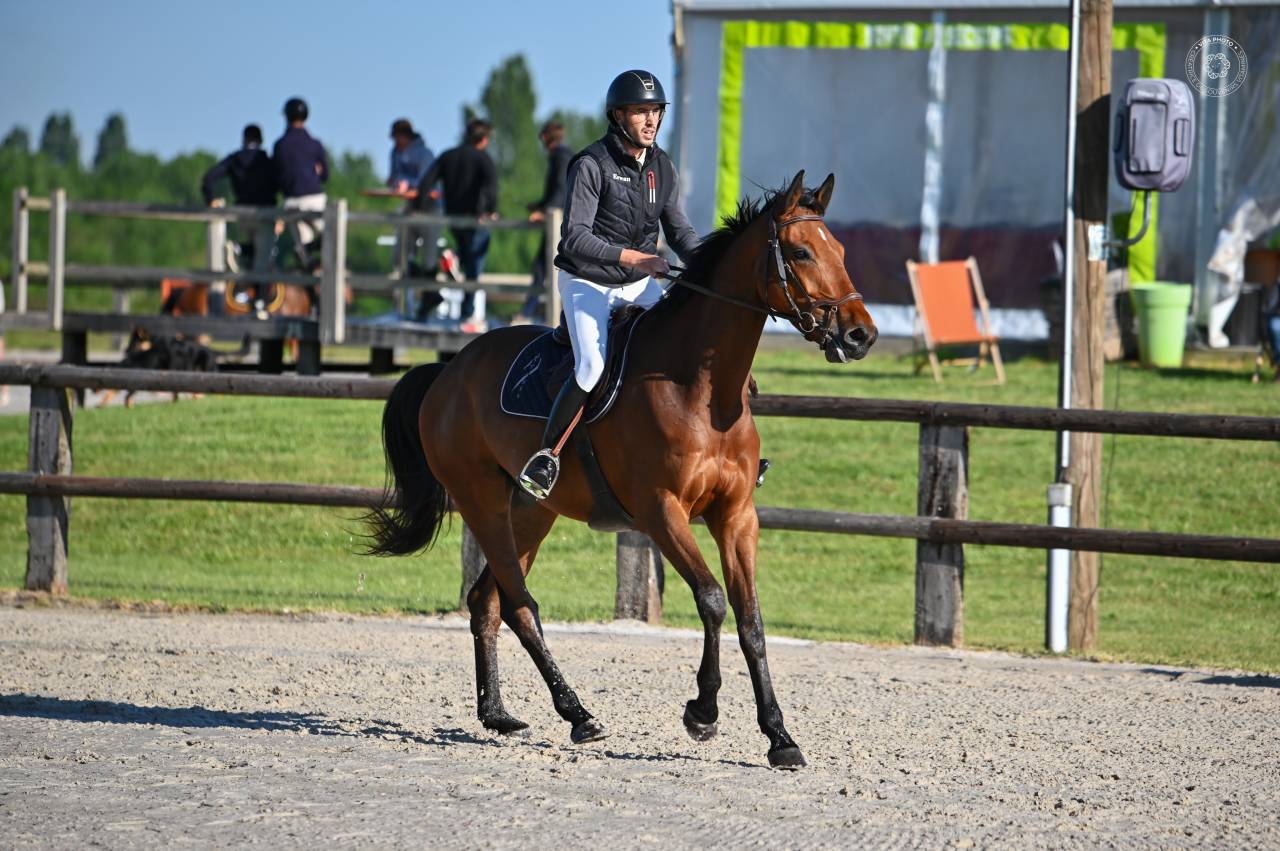 Gelding sBs Belgian Warmblood For sale 2021 Bay