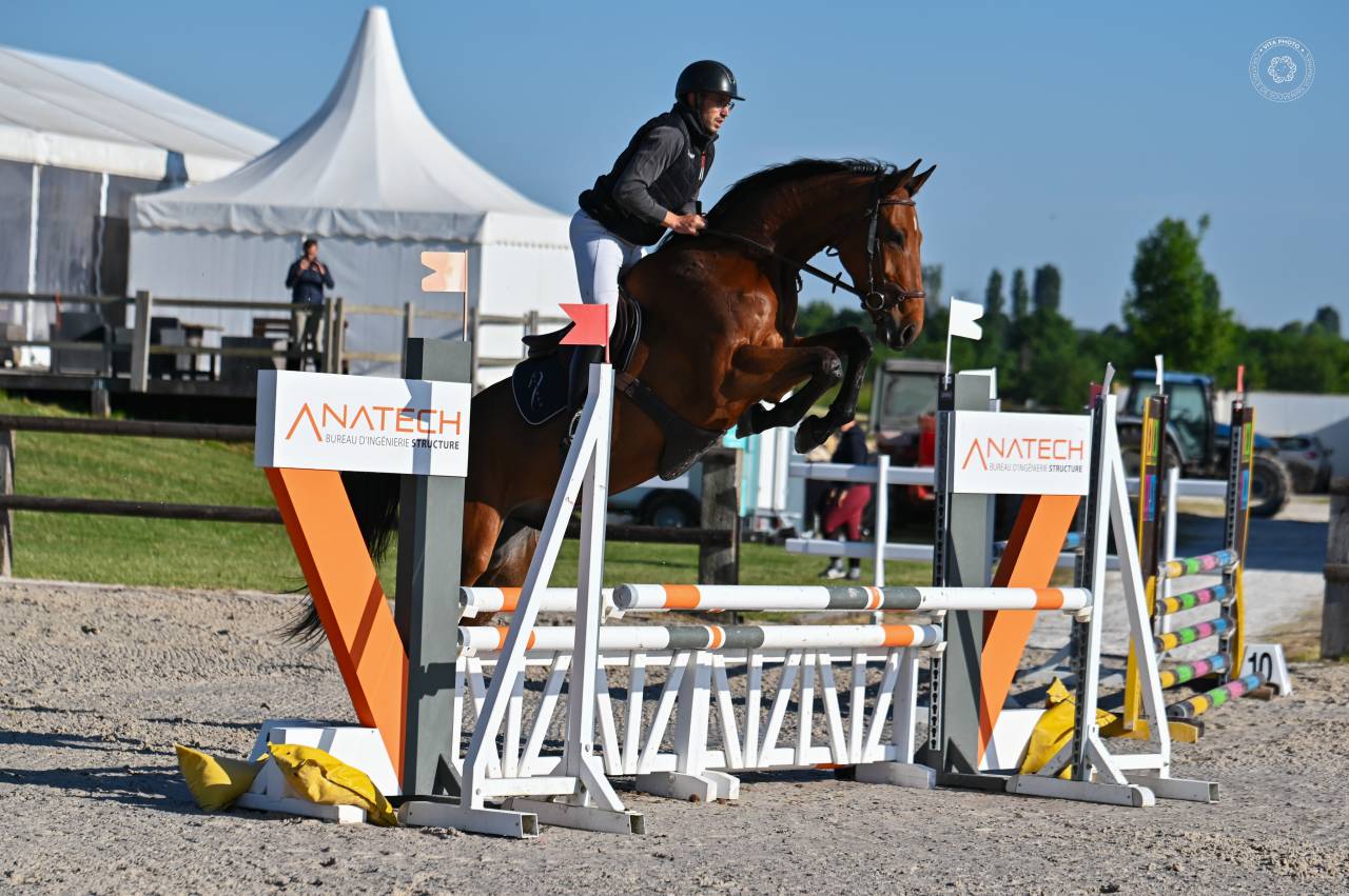Gelding sBs Belgian Warmblood For sale 2021 Bay