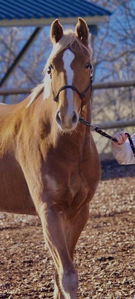 Mare Selle Français For sale 2020 Chesnut