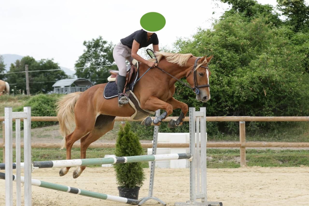 Mare Selle Français For sale 2020 Chesnut