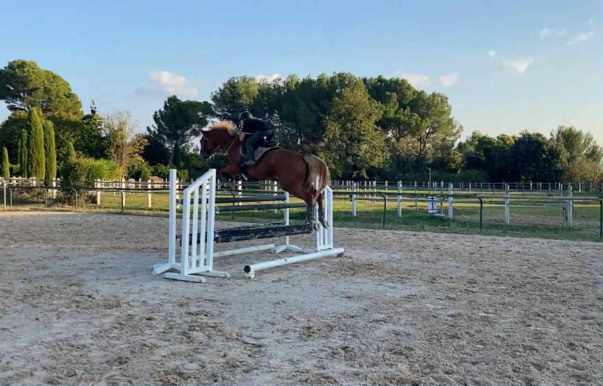 Mare Selle Français For sale 2020 Chesnut