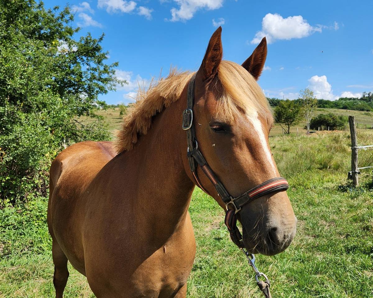 Mare French Saddle Pony For sale 2022 Liver chestnut