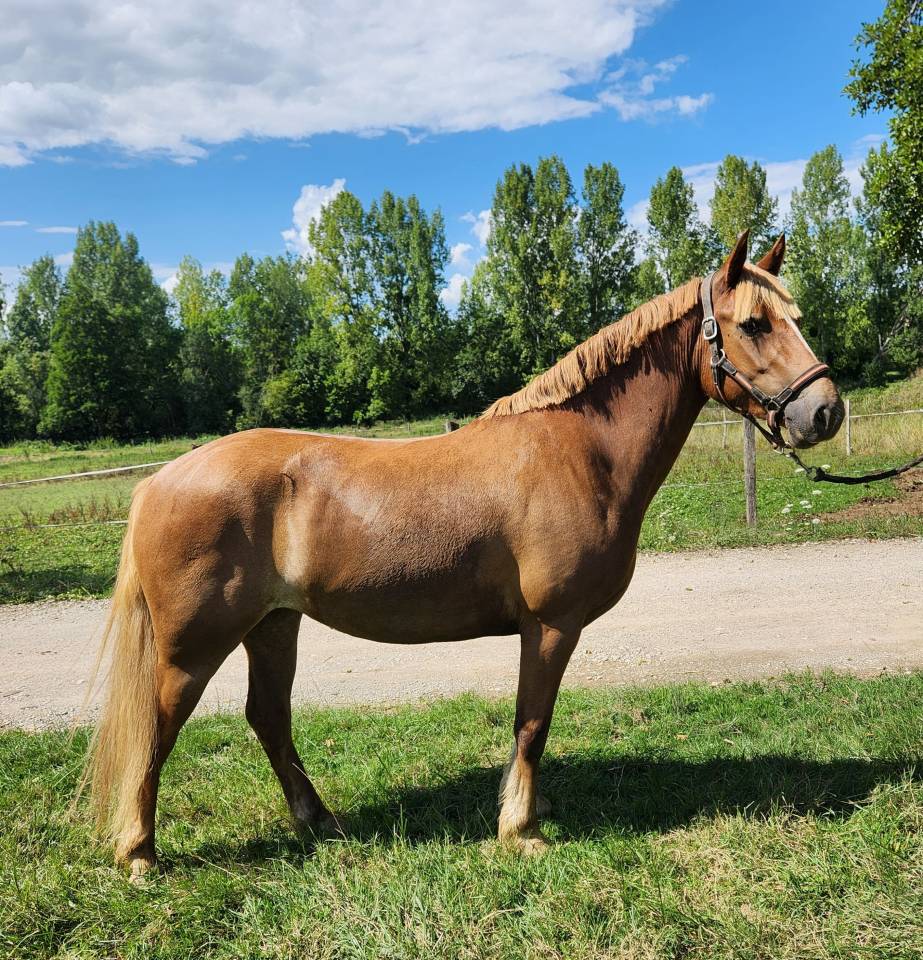Mare French Saddle Pony For sale 2022 Liver chestnut