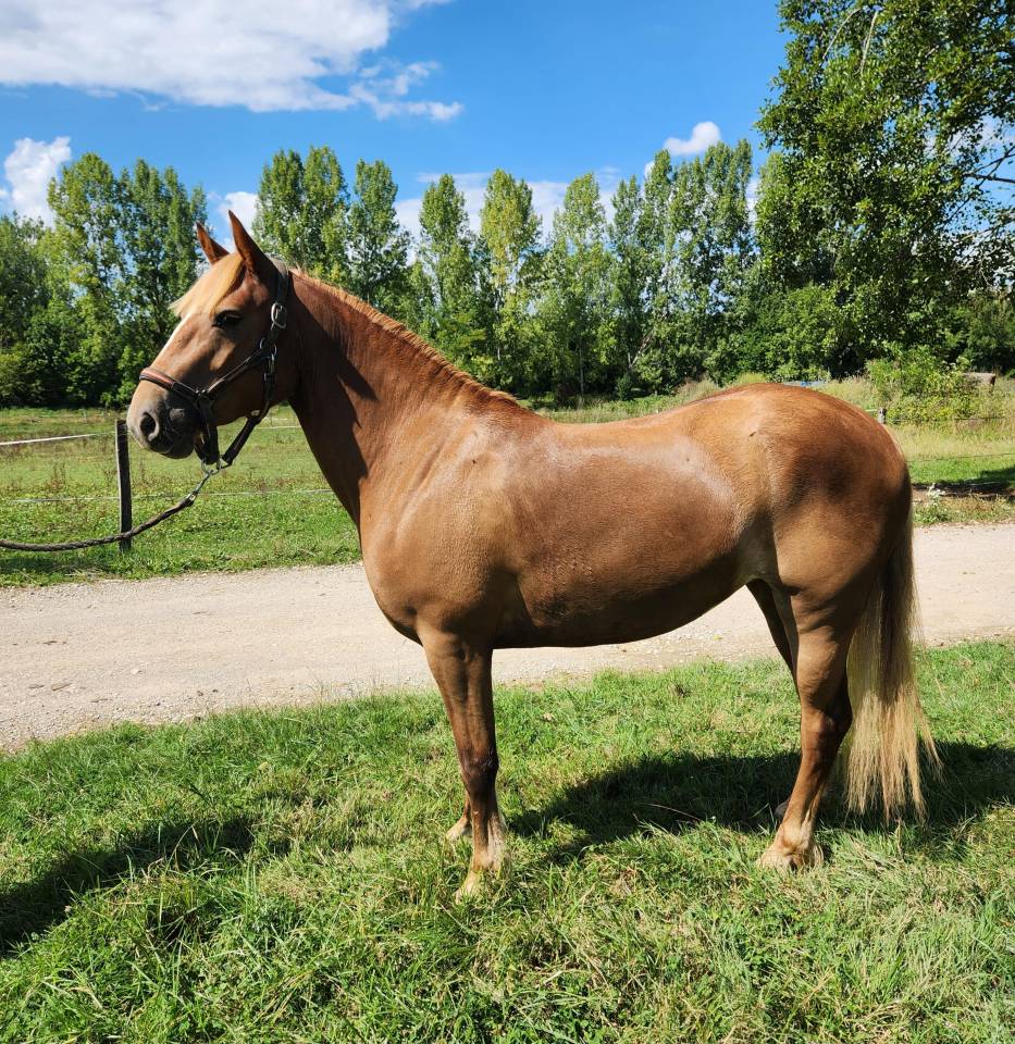Mare French Saddle Pony For sale 2022 Liver chestnut